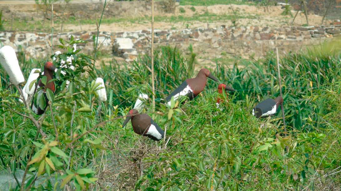 Đàn[-]chim[-]bị[-]khâu[-]mắt[-]để[-]nhử[-]đồng[-]loại[-]ở[-]Hà[-]Tĩnh